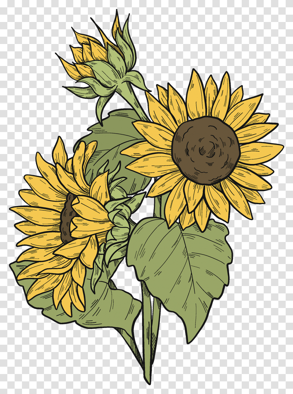 Sunflowers Clipart Free Download Creazilla Clipart Images Of Sunflowers, Plant, Blossom, Pattern, Floral Design Transparent Png