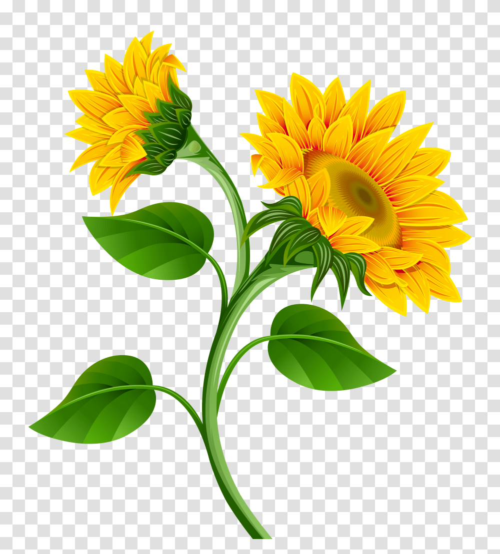 Sunflowers Clipart, Plant, Blossom, Daisy, Daisies Transparent Png