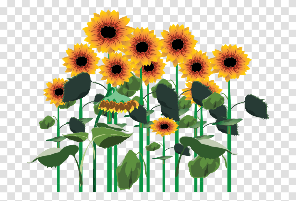 Sunflowers Clipart Sunflower Field, Plant, Blossom Transparent Png