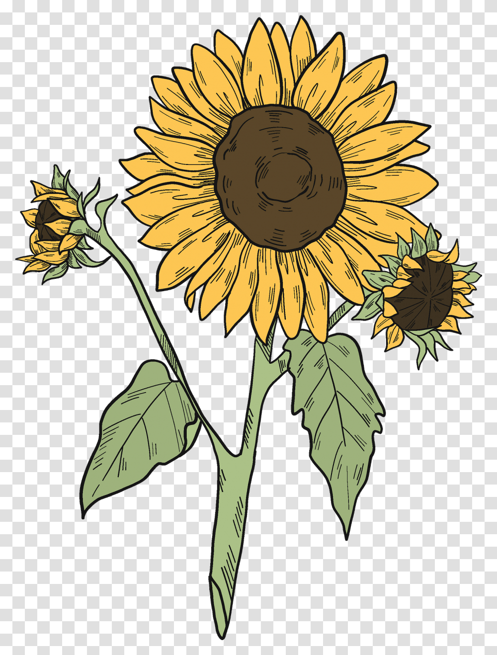 Sunflowers Clipart Sunflowers Clip Art, Plant, Blossom, Daisy, Daisies Transparent Png