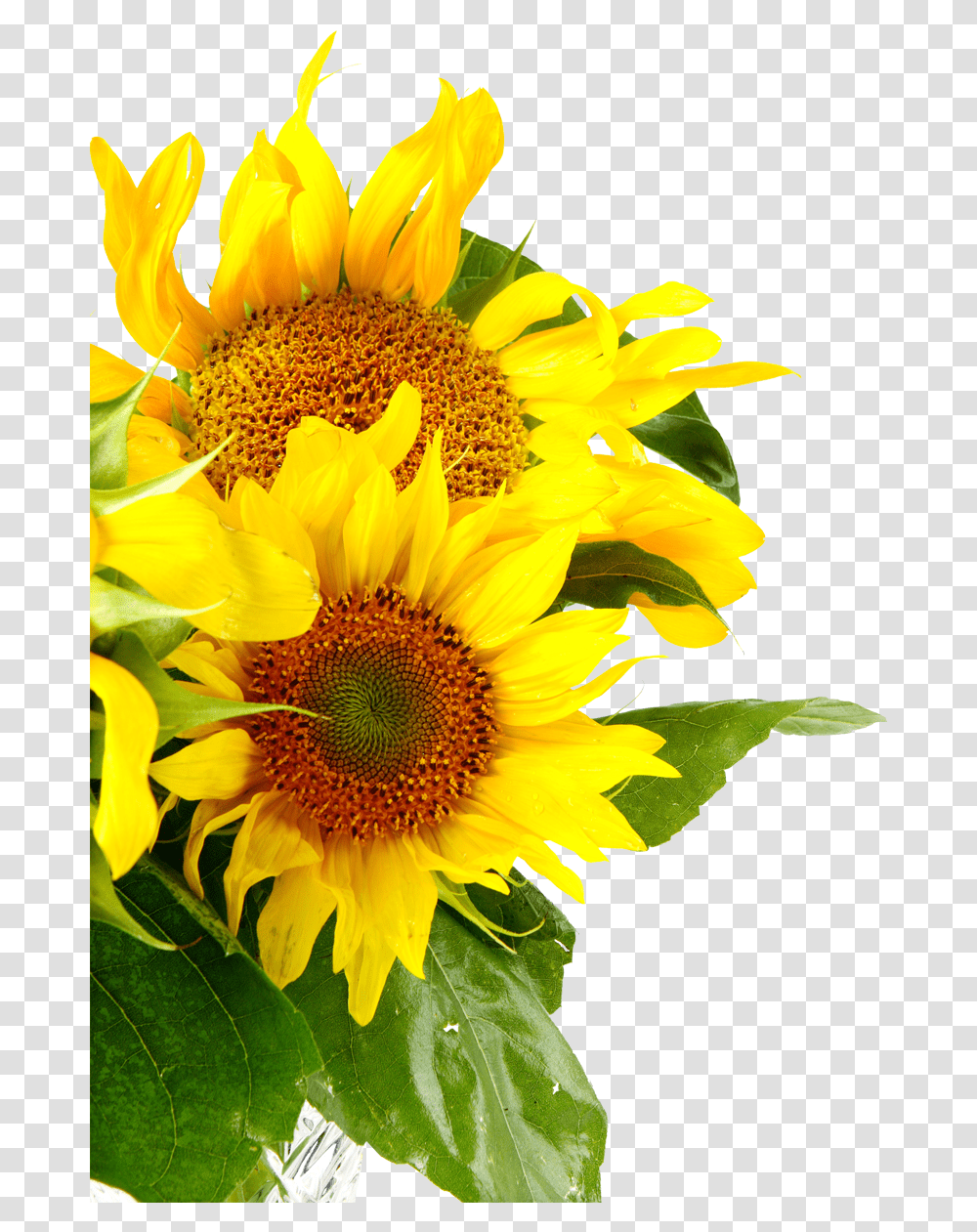 Sunflowers Common Sunflower Royalty Free Sunflower Free Pics Of Sunflowers, Plant, Blossom, Flower Arrangement, Daisy Transparent Png