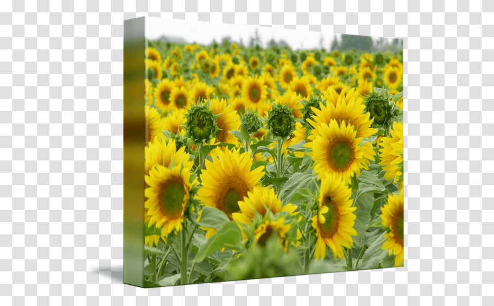 Sunflowers Field Sunflower, Plant, Blossom Transparent Png