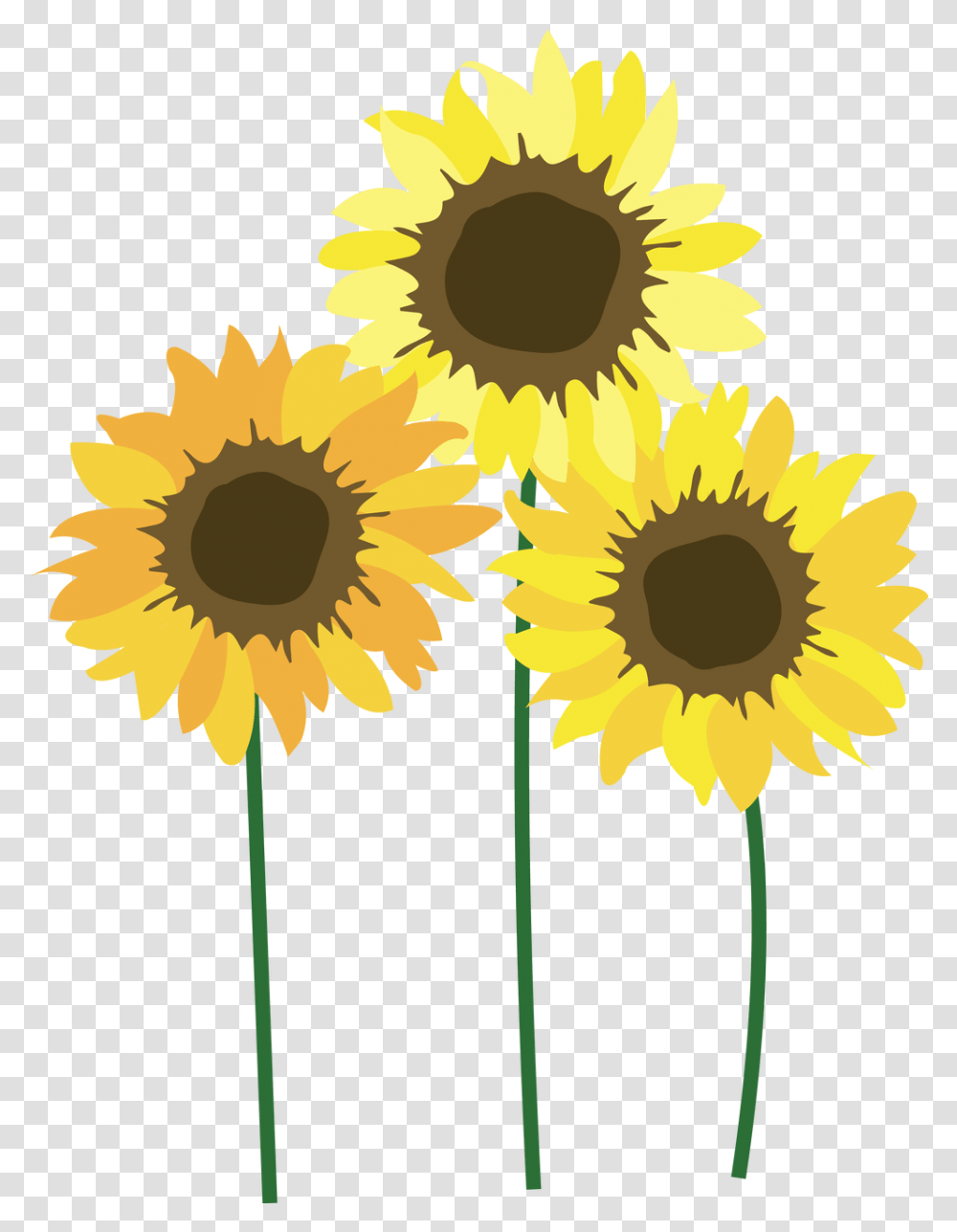 Sunflowers Free Clipart Background Sunflower, Plant, Blossom, Daisy, Daisies Transparent Png