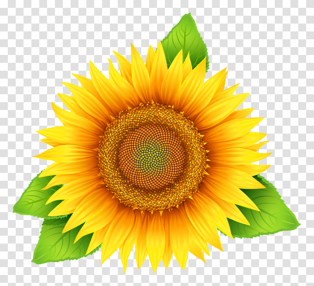 Sunflowers Free Image Sun Flower Clipart Transparent Png