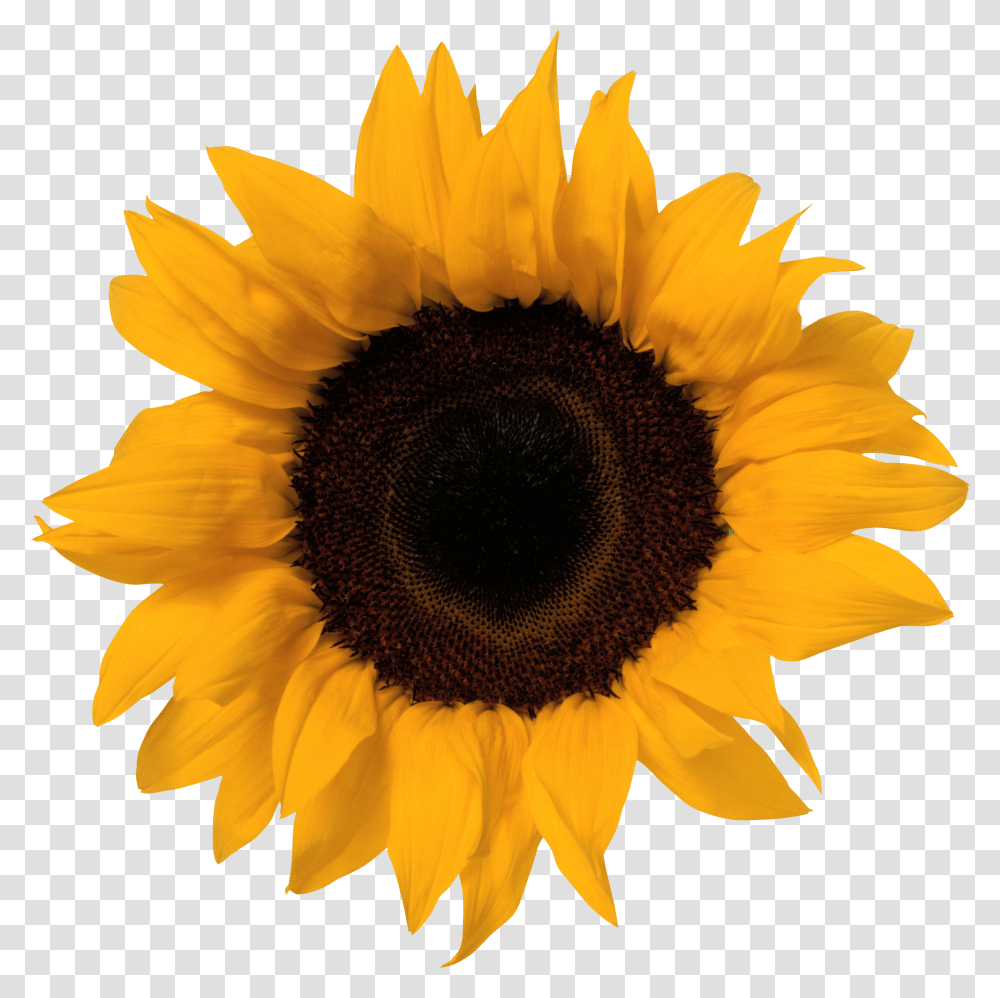 Sunflowers Free Image Sunflower Clipart Background, Plant, Blossom Transparent Png