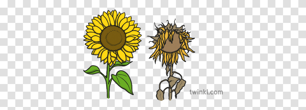 Sunflowers Illustration Twinkl Sunflower Fibonacci Mathematical Investigation, Plant, Blossom, Daisy, Daisies Transparent Png