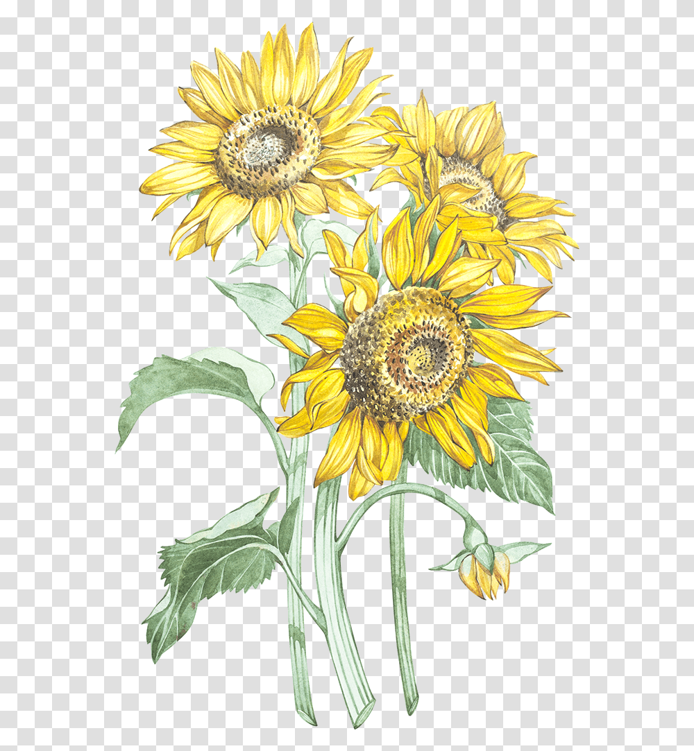 Sunflowers Ilustracin Botnica Girasol, Plant, Blossom, Flower Arrangement, Daisy Transparent Png