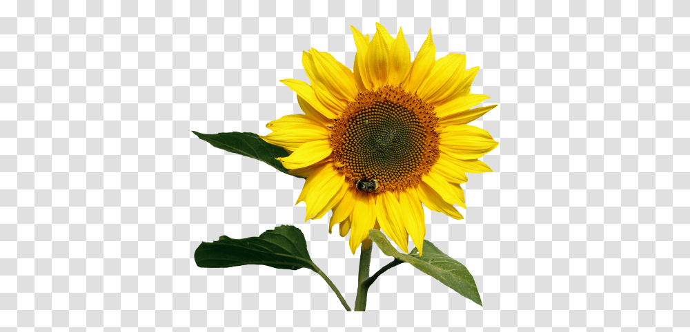 Sunflowers Images, Plant, Blossom, Honey Bee, Insect Transparent Png