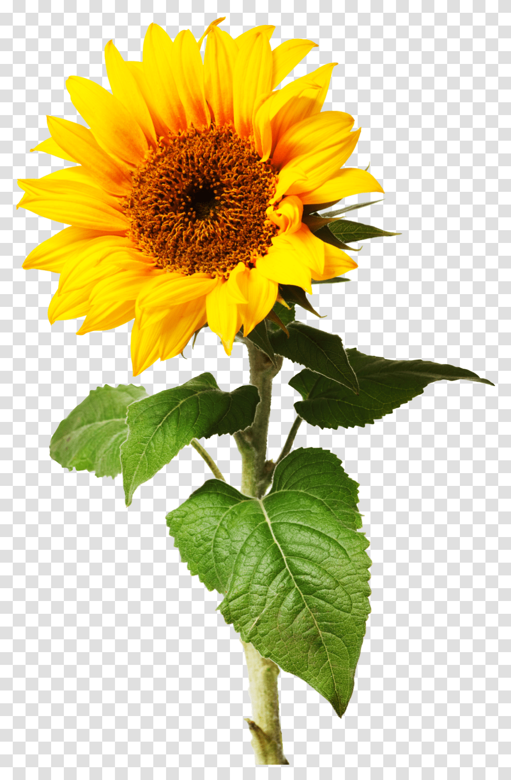 Sunflowers Individual Graphic Royalty Free Library Sometimes Things Take Time Quotes, Plant, Blossom Transparent Png