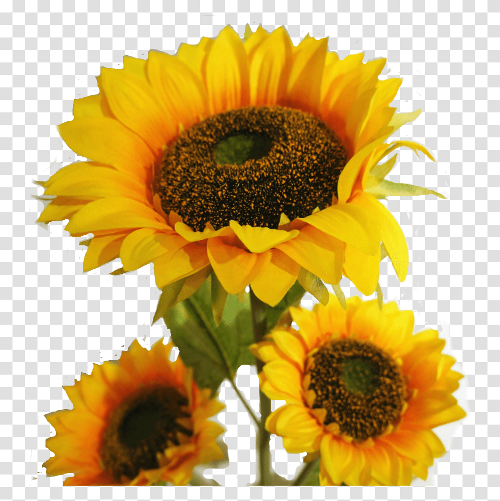 Sunflowers Leave Suraj Mukhi Ka Phool Full Size Suraj Ka Photo Download, Plant, Blossom Transparent Png