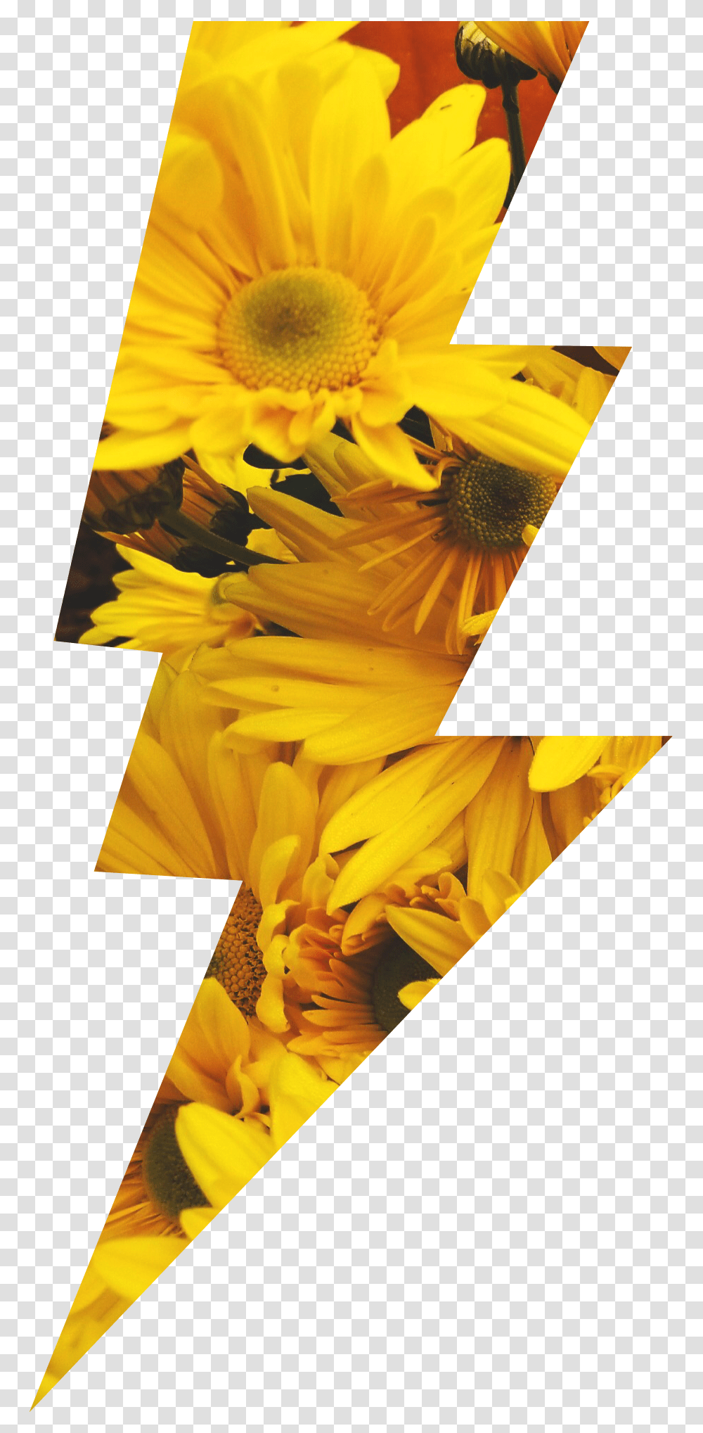 Sunflowers Lightningbolt Lightning Yellow Flowers Lightning Bolt Flower, Plant, Daisy, Advertisement, Daffodil Transparent Png