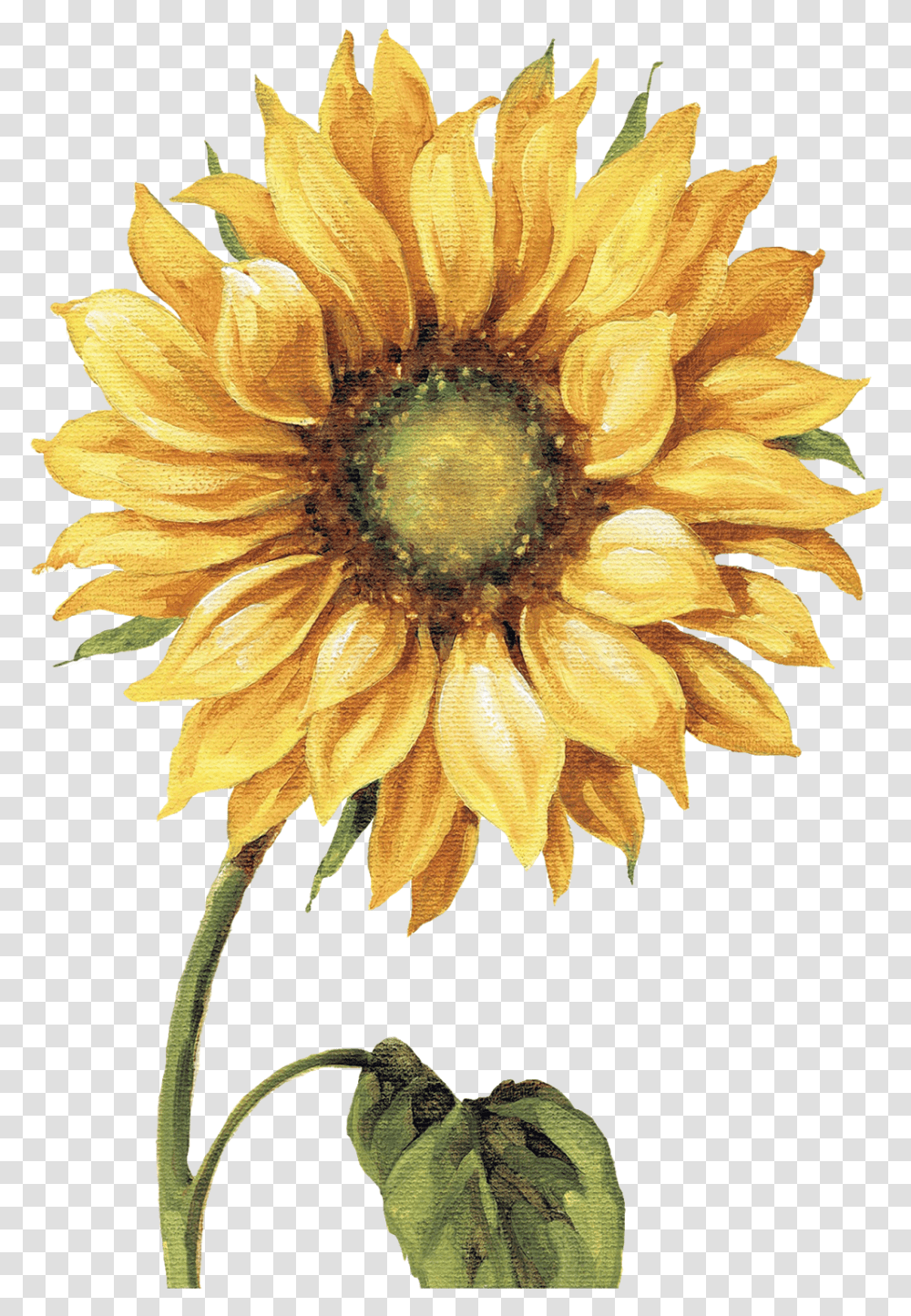 Sunflowers Painted Sunflower Painting, Plant, Blossom, Treasure Flower, Dahlia Transparent Png