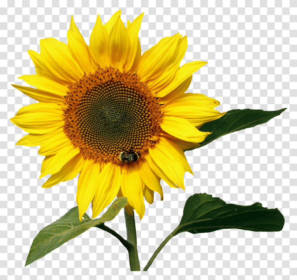 Sunflowers Pic File, Plant, Blossom, Honey Bee, Insect Transparent Png