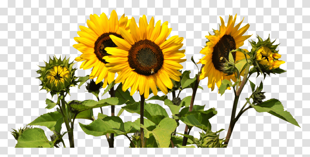Sunflowers, Plant, Blossom Transparent Png