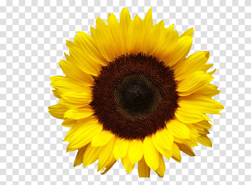 Sunflowers, Plant, Blossom Transparent Png