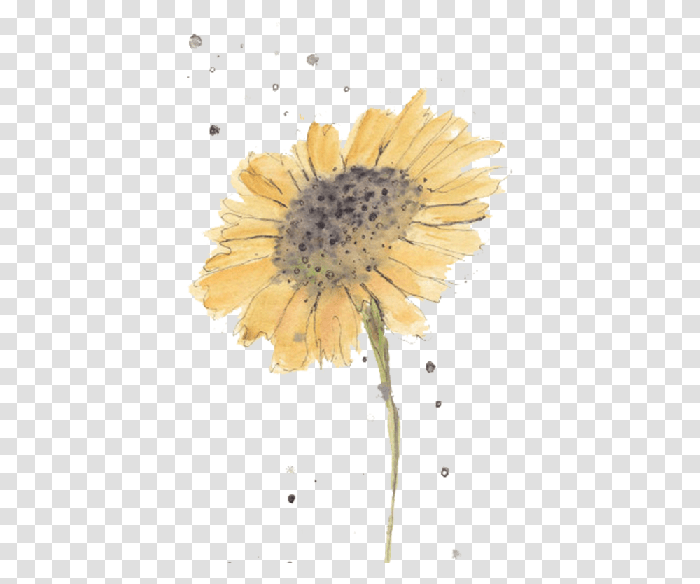 Sunflowers Simple Watercolor Watercolor Flowers For Beginners, Plant, Blossom, Dandelion, Petal Transparent Png