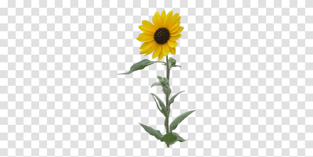 Sunflowers Single Background Sunflower Clipart, Plant, Blossom, Acanthaceae, Daisy Transparent Png
