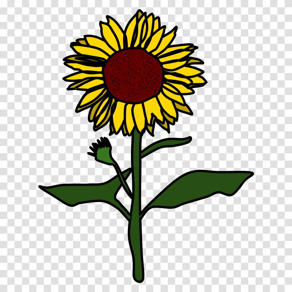 Sunflowers Sunflower Yellow Brown Sunflower Background Sunflower Cartoon, Plant, Blossom, Daisy, Daisies Transparent Png