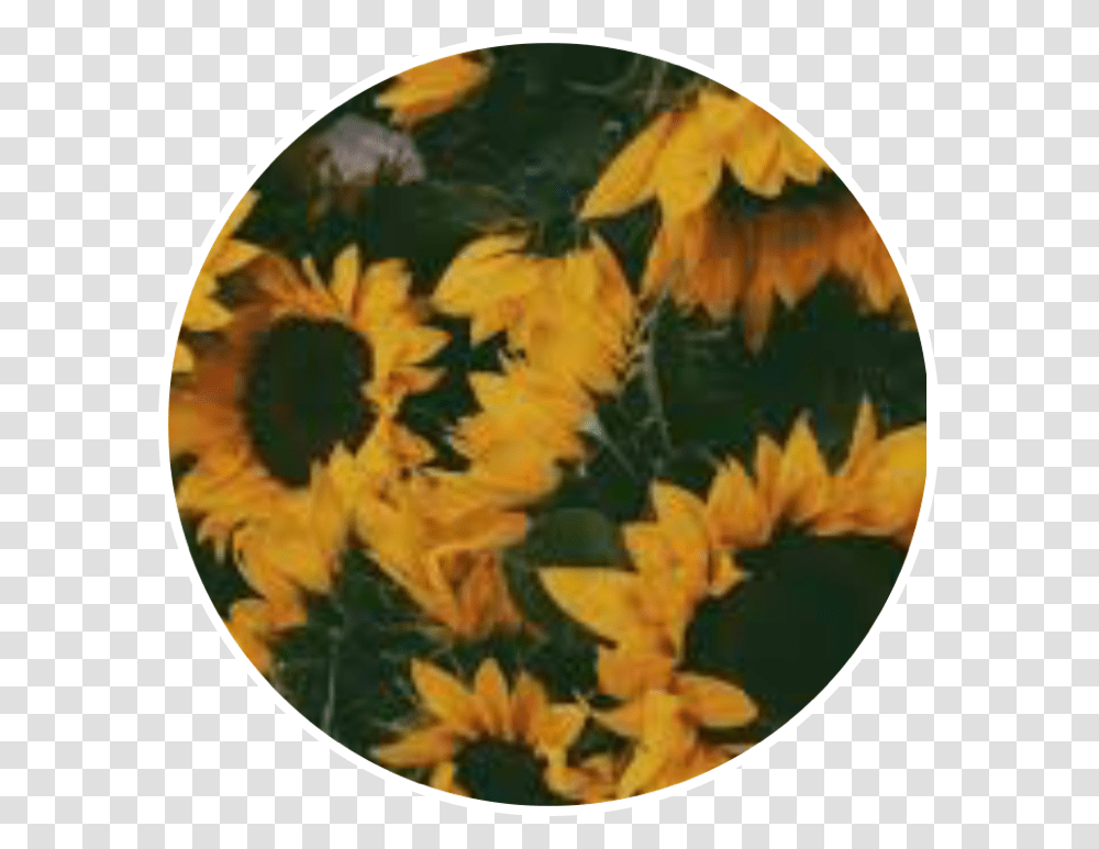 Sunflowers Sunfloweraesthetic Aesthetic Yellow, Leaf, Plant, Painting Transparent Png