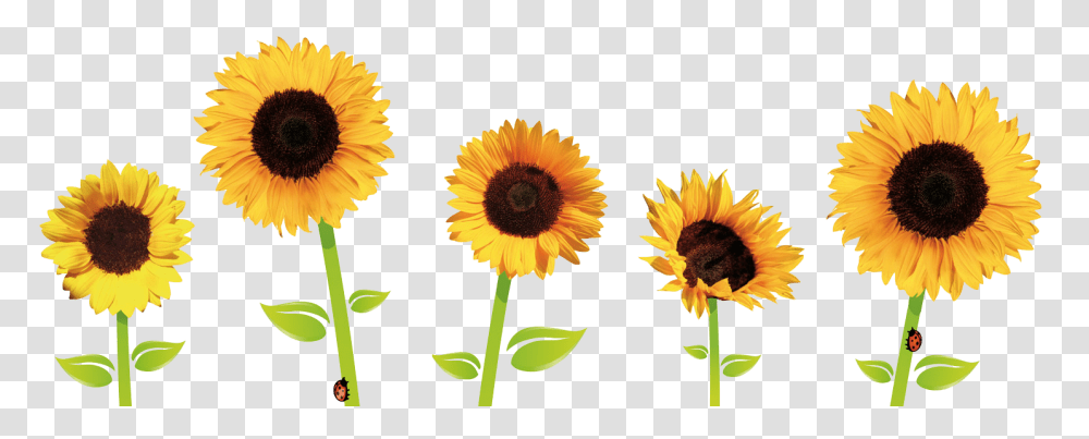 Sunflowers Sunflowers Images, Plant, Blossom, Petal, Daisy Transparent Png