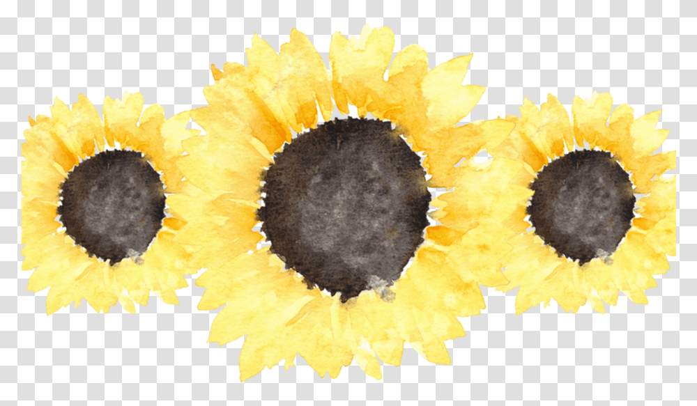 Sunflowers Tumblr For Free Download On Sunflower Tumblr, Plant, Blossom, Pollen, Petal Transparent Png