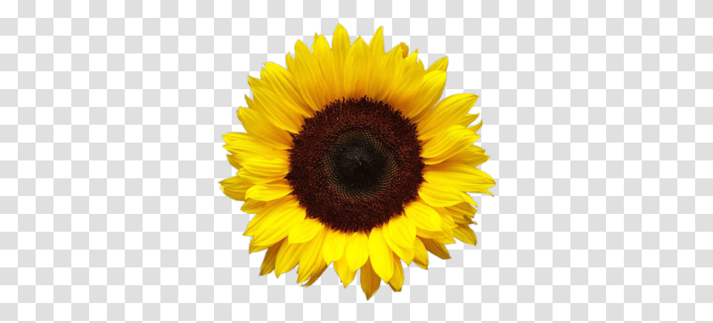 Sunflowers Tumblr & Free Tumblrpng Background Sunflower Icon, Plant, Blossom, Daisy, Daisies Transparent Png