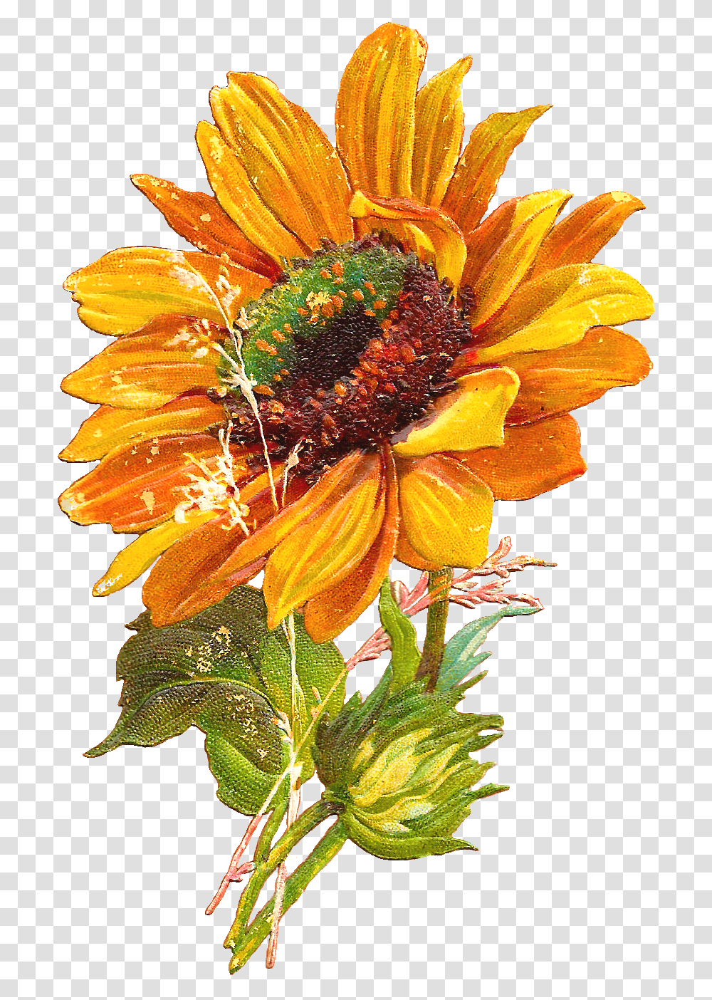Sunflowers Vector Hello Sunflower Vector, Plant, Blossom, Daisy, Daisies Transparent Png