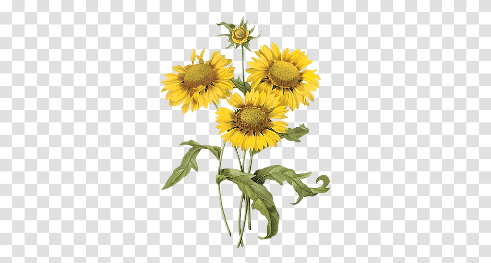 Sunflowers Watercolor Botanical Illustration Yellow Flower, Plant, Blossom, Daisy, Daisies Transparent Png