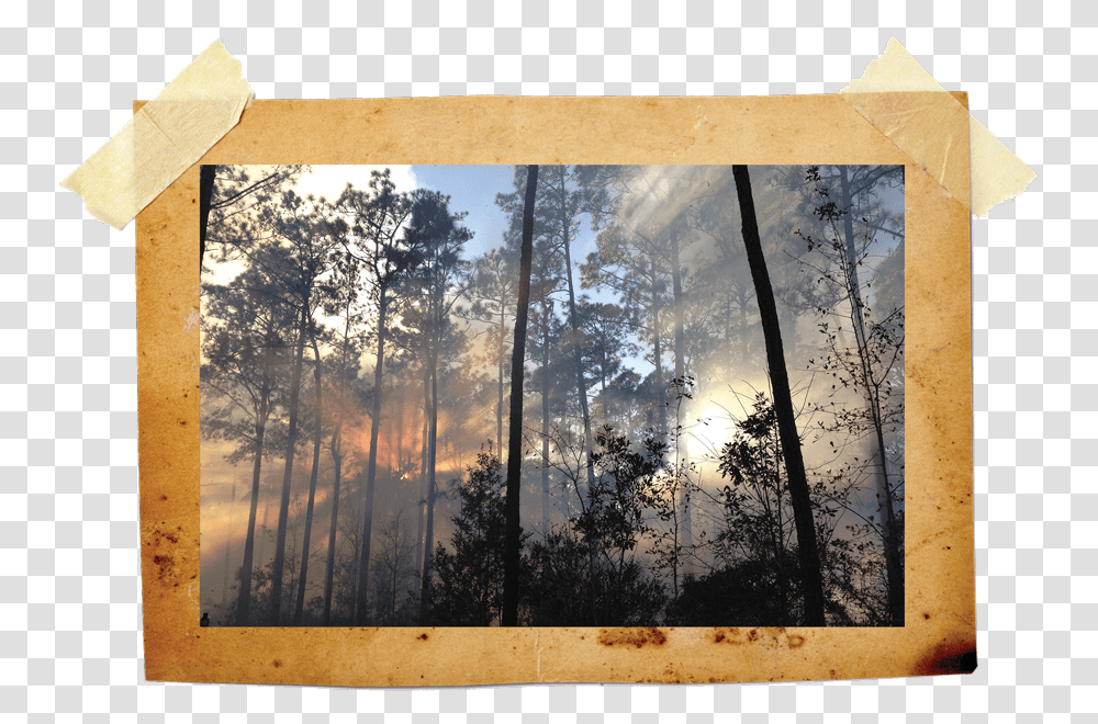 Sunlight, Fire, Forest Fire, Flare, Wood Transparent Png