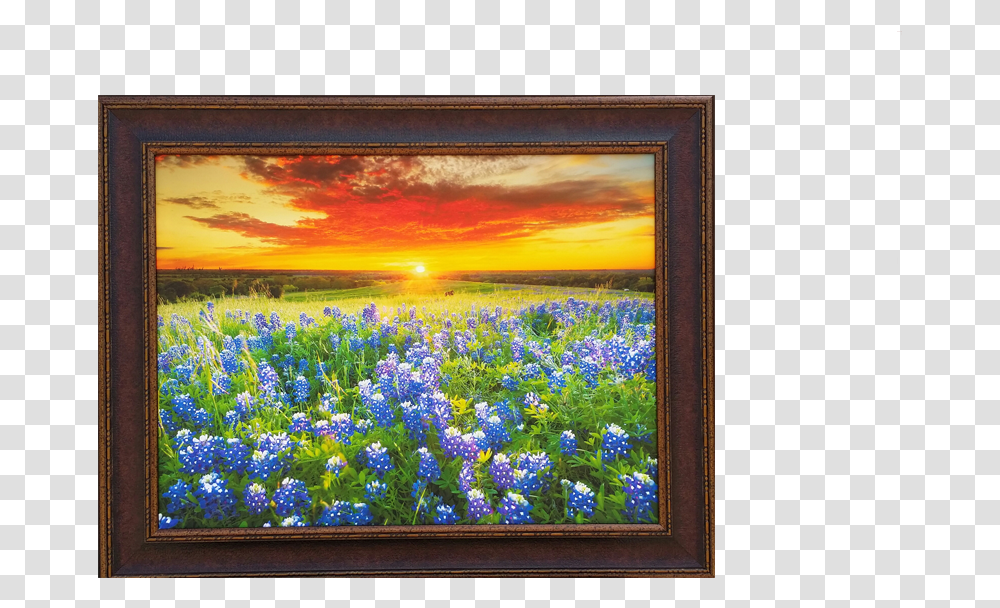 Sunny Days Of Blue Bonnets Bluebonnets Texas Sunset, Iris, Flower, Plant, Blossom Transparent Png