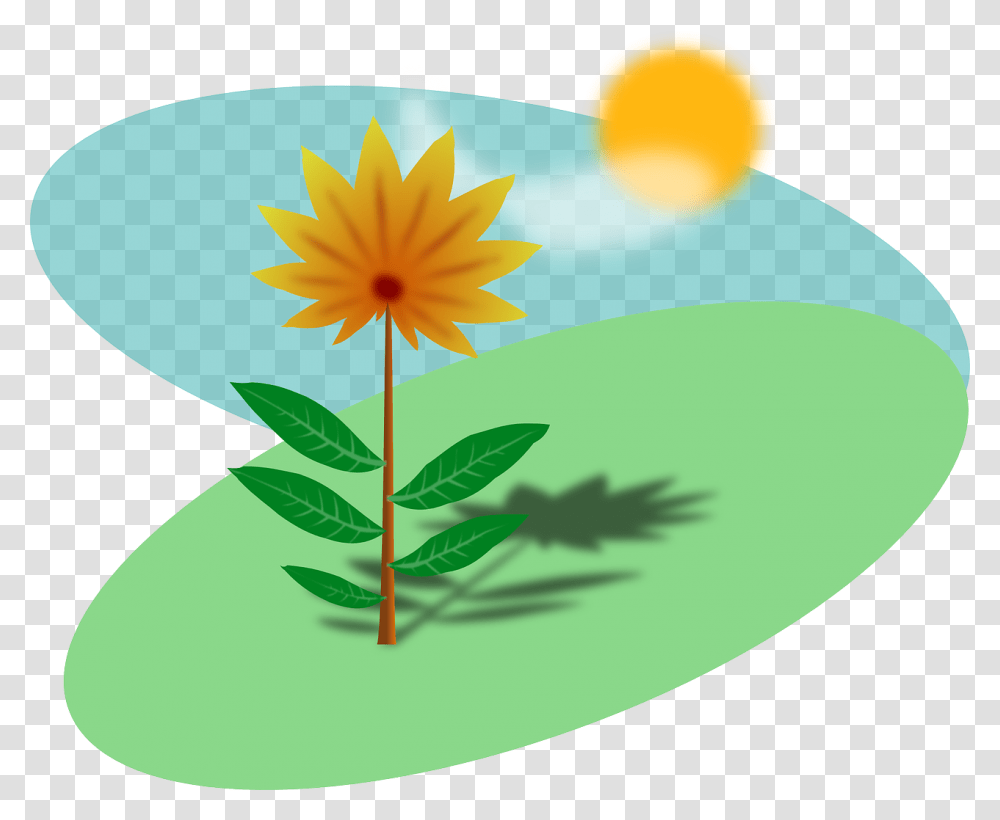 Sunny Field With A Flower Plants With Sunlight Clipart, Anther, Blossom, Daisy, Daisies Transparent Png