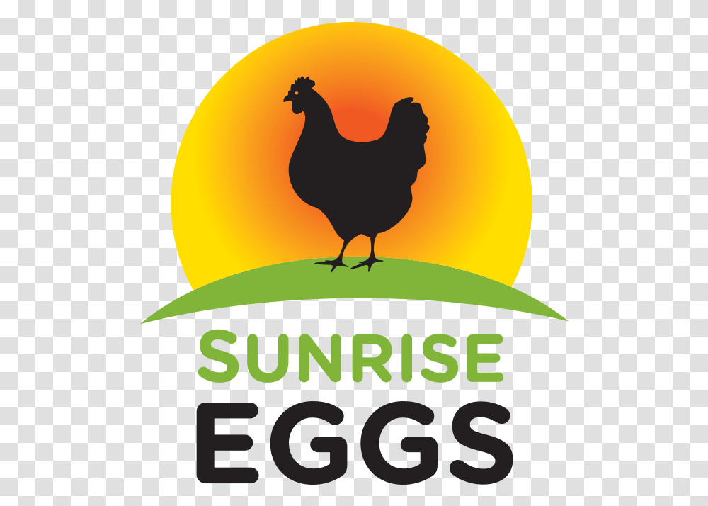 Sunrise Eggs Sun Rise, Bird, Animal, Fowl, Poultry Transparent Png