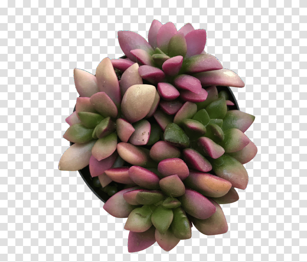 Sunrise Pachyphytum, Plant, Tree, Flower, Annonaceae Transparent Png