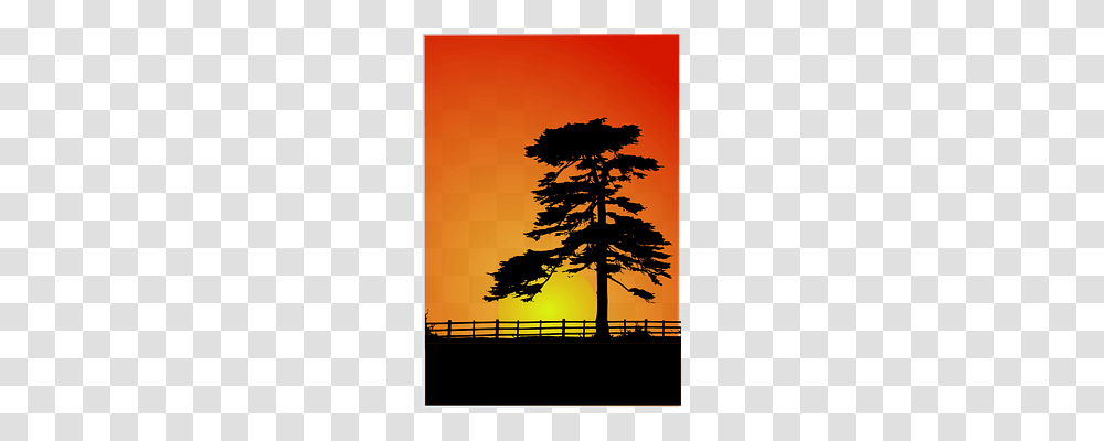 Sunset Holiday, Tree, Plant, Conifer Transparent Png