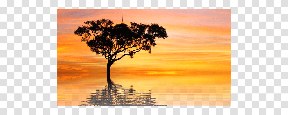 Sunset Nature, Outdoors, Tree, Plant Transparent Png