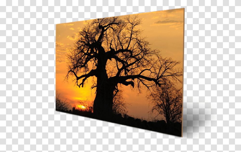 Sunset Baobab Tree In Tanzania African Forest Silhouette, Plant, Sunlight, Nature, Outdoors Transparent Png