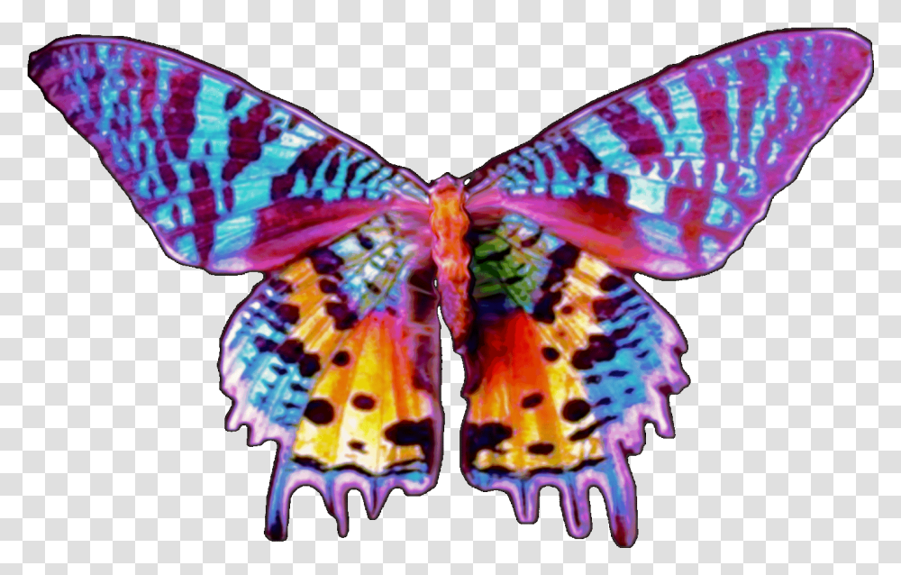 Sunset Moth Butterfly, Insect, Invertebrate, Animal Transparent Png
