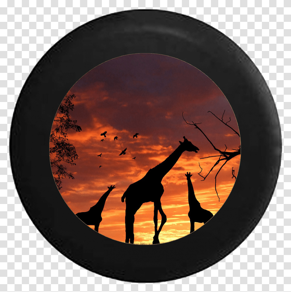 Sunset Sunrise African Safari Sahara Giraffe Sunset, Outdoors, Nature, Bird, Animal Transparent Png
