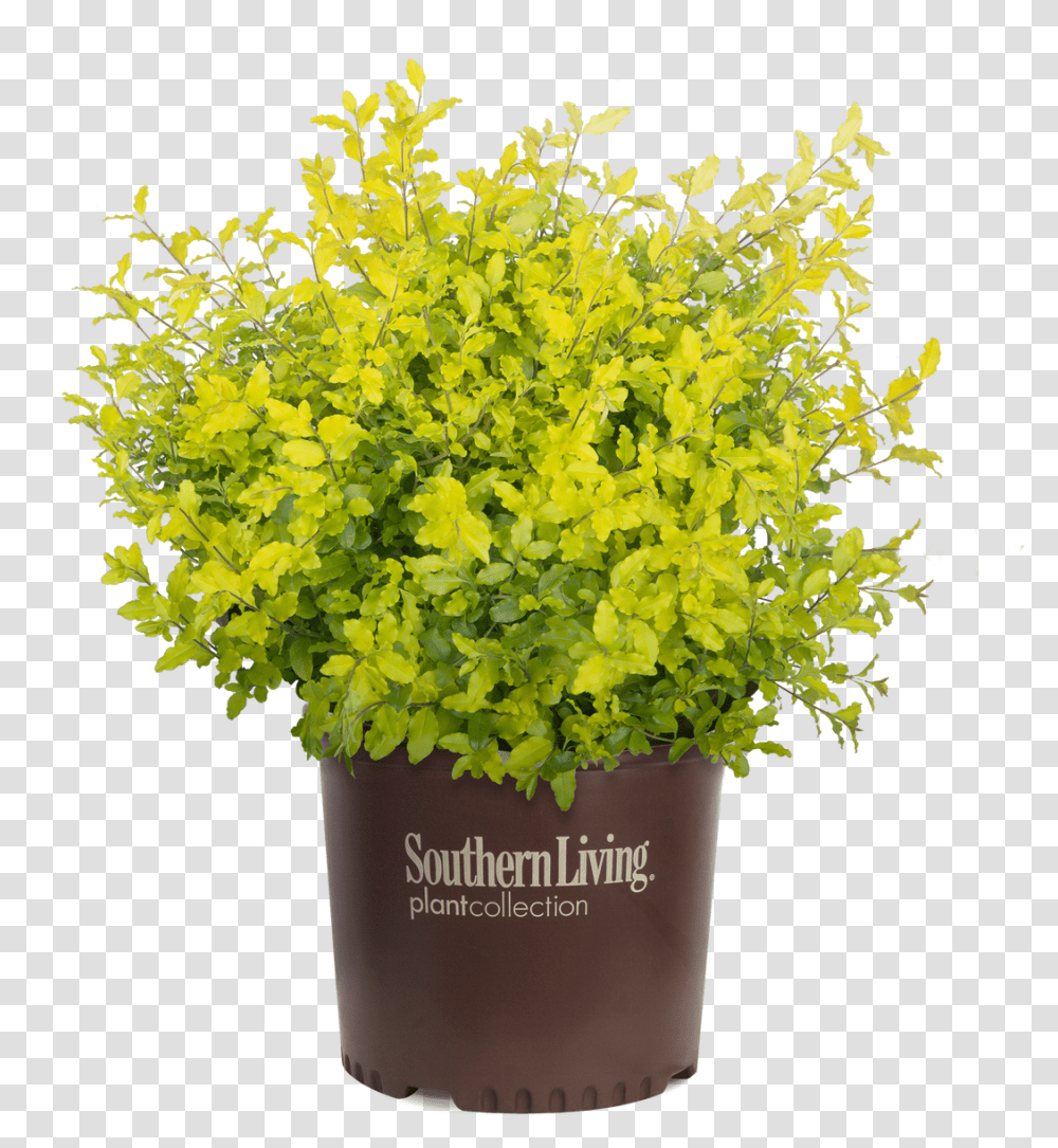 Sunshine Ligustrum Sunshine Ligustrum, Plant, Flower, Blossom, Flower Bouquet Transparent Png