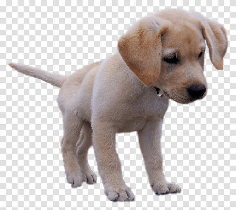 Super Cute Little Yellow Labrador Retriever Puppy Dog Super Cute Dogs, Pet, Canine, Animal, Mammal Transparent Png