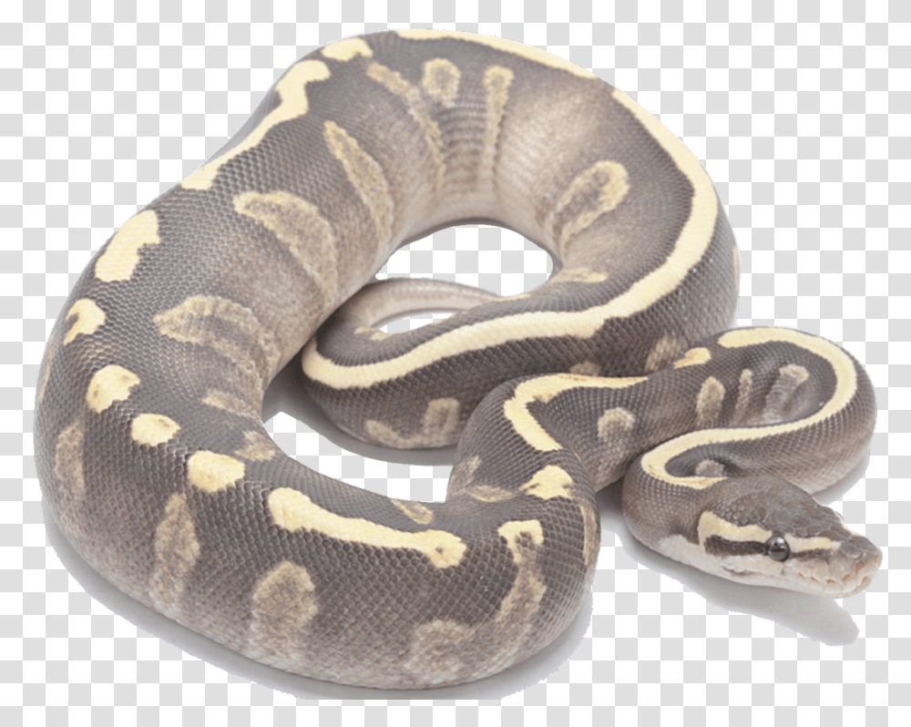 Super Ghi Fire Ball Python, Reptile, Animal, Snake, Rock Python Transparent Png