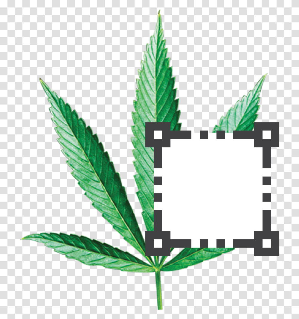 Super Mario Note Block, Plant, Hemp, Weed Transparent Png