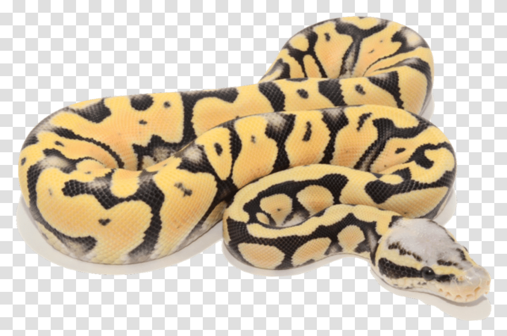 Super Pastel Desert Ghost Ball Python, Anaconda, Snake, Reptile, Animal Transparent Png