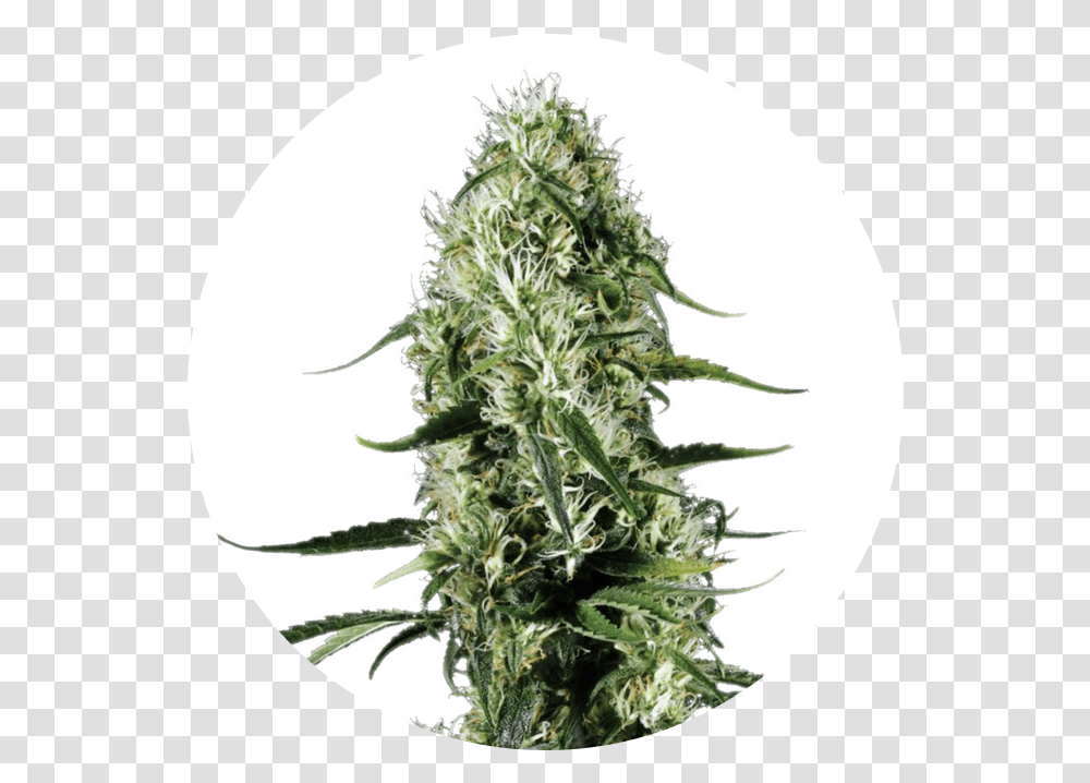 Super Silver Haze Silver Haze, Plant, Christmas Tree, Ornament, Flower Transparent Png