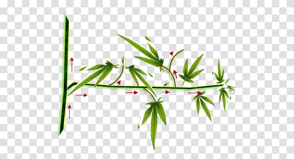 Supercropping Galho De Maconha, Plant, Leaf, Green, Tree Transparent Png