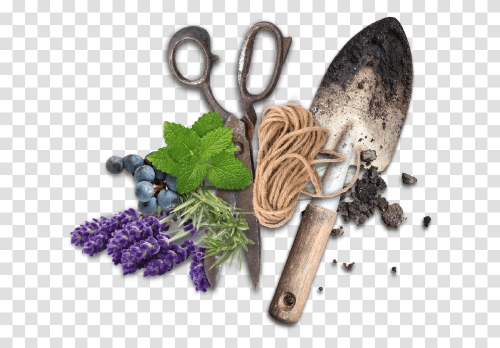 Superfood, Plant, Scissors, Blade, Weapon Transparent Png