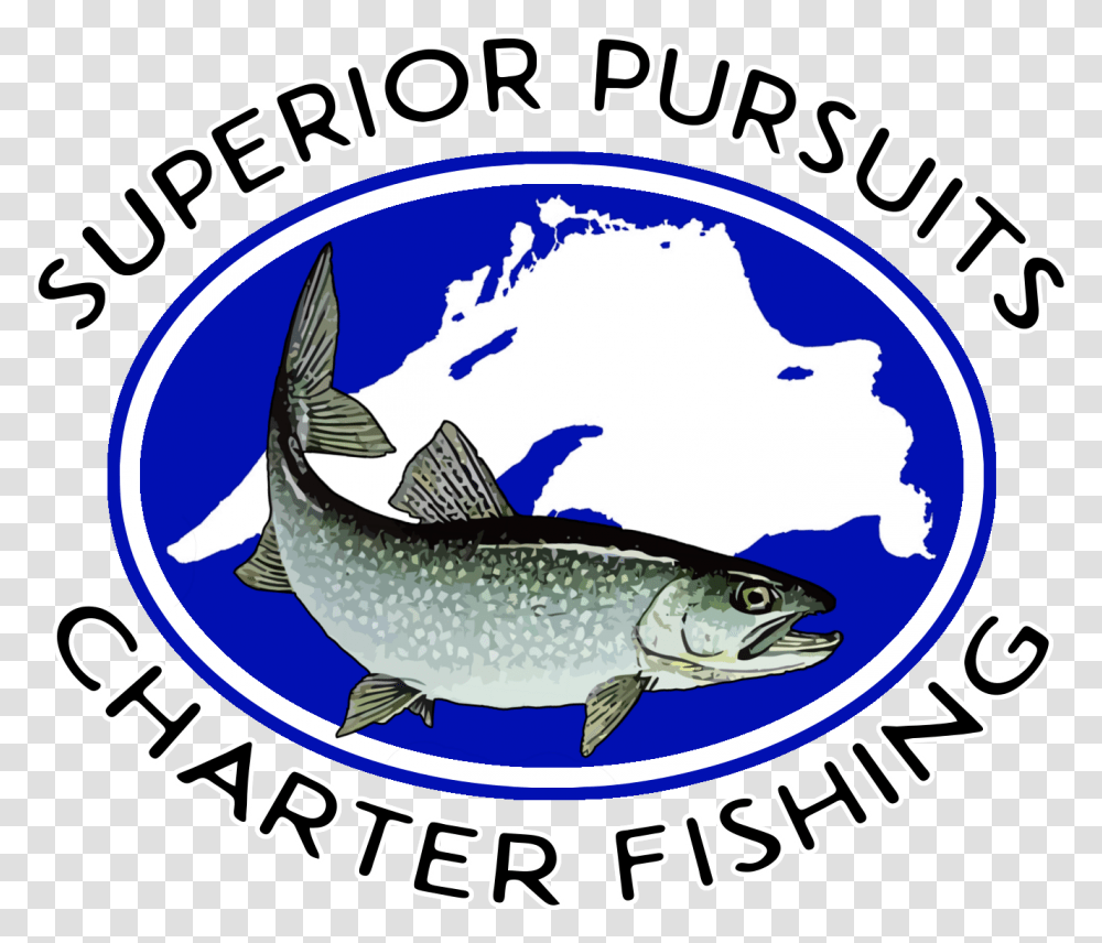 Superior Pursuits Trout, Fish, Animal, Sea Life, Mullet Fish Transparent Png