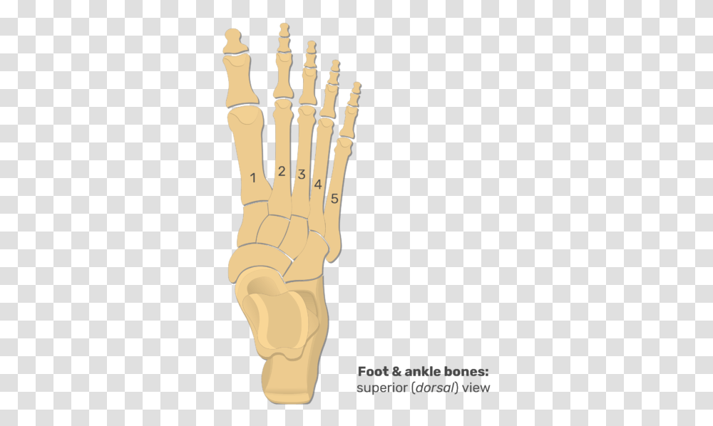 Superior View Of The Foot And Ankle Bones Proximal Phalanx In Foot, Hand, Wrist, Holding Hands Transparent Png