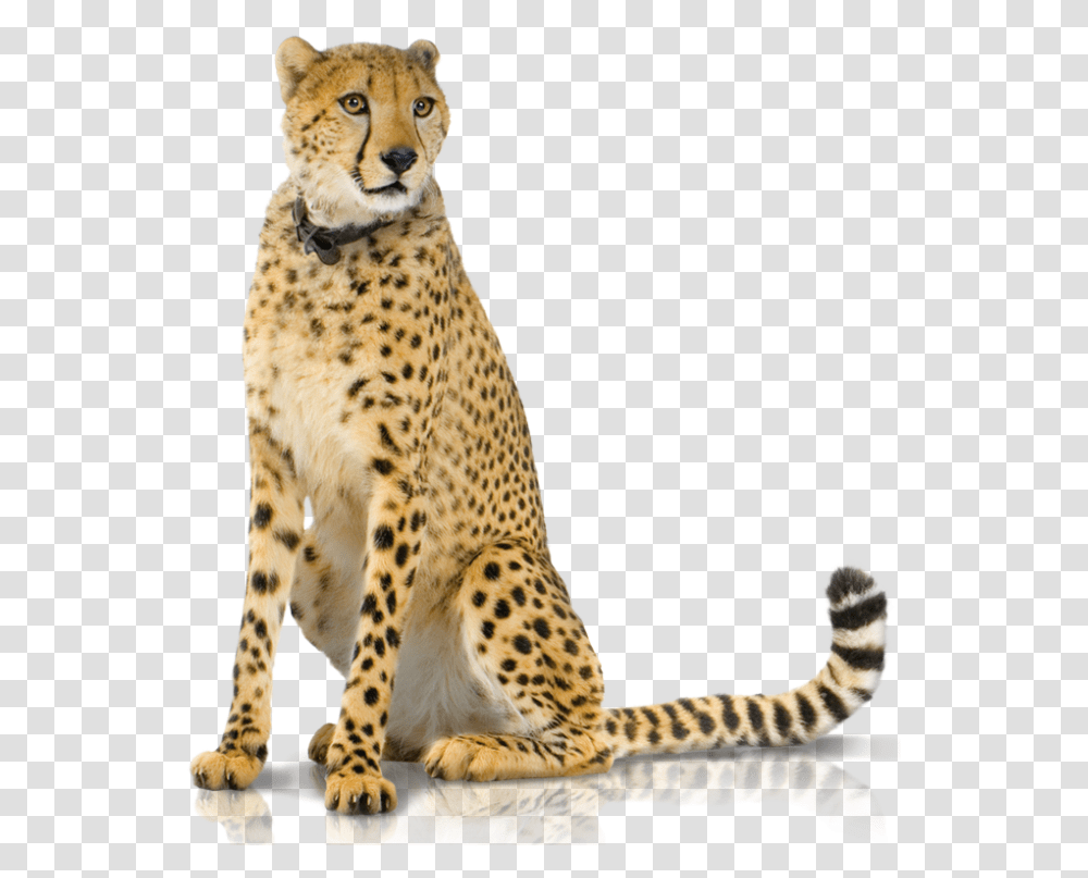 Support Panel 2 Hd Sitting Cheetah White Background, Wildlife, Mammal, Animal, Panther Transparent Png