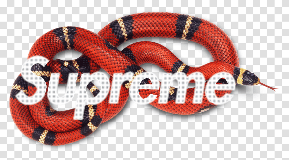 Supreme, King Snake, Reptile, Animal, Crash Helmet Transparent Png